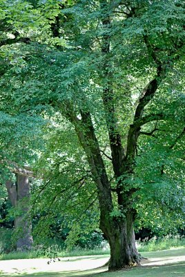Tilia cordata - lípa srdčitá - letní habitus (49)